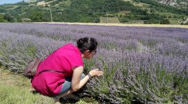 L’Azienda Agricola Monte Spada di Zattaglia: farro, lavanda e tradizione