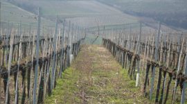 Vino biologico in Veneto, alla scoperta dell’Azienda Agricola Massimo Mutta