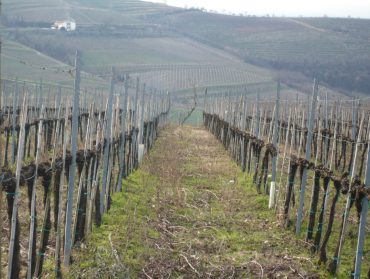 Vino biologico in Veneto, alla scoperta dell’Azienda Agricola Massimo Mutta