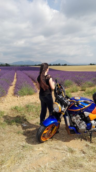 La strada della lavanda provenzale